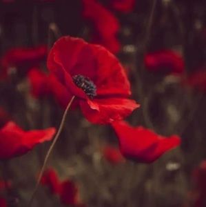 Meet your Posher, Denise